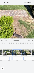 Found/Stray Unknown Cat last seen 13th, Denver, CO 80206