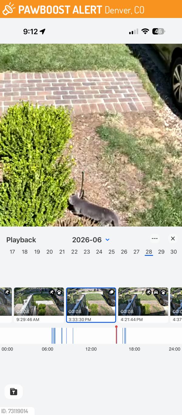 Found/Stray Unknown Cat last seen 13th, Denver, CO 80206