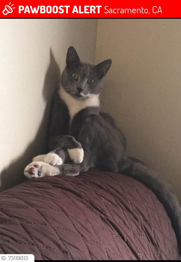 Lost Male Cat last seen Meadowview, Sacramento, CA 95822
