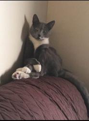 Lost Male Cat last seen Meadowview, Sacramento, CA 95822