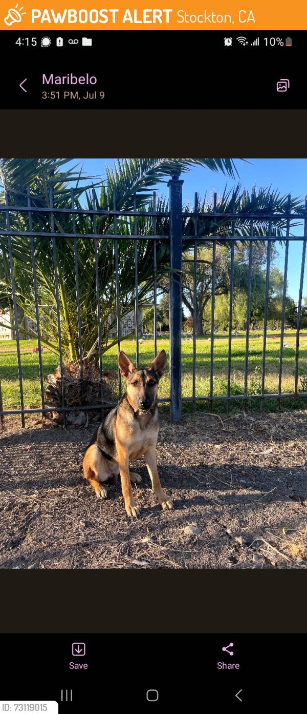 Found/Stray Female Dog last seen Found in front of cemetery on harding way, Stockton, CA 95202