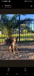 Found/Stray Female Dog last seen Found in front of cemetery on harding way, Stockton, CA 95202