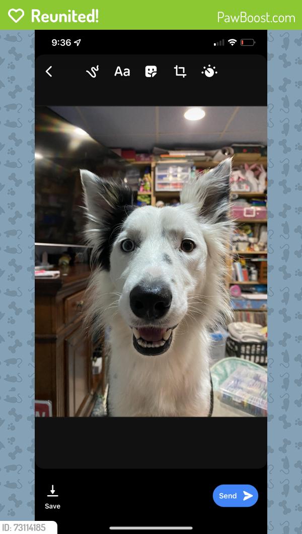 Reunited Female Dog last seen Near 33rd St SE, Ruskin, Ruskin, FL 33570