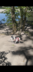 Lost Male Dog last seen Near acre dog park, Troutdale, OR 97060