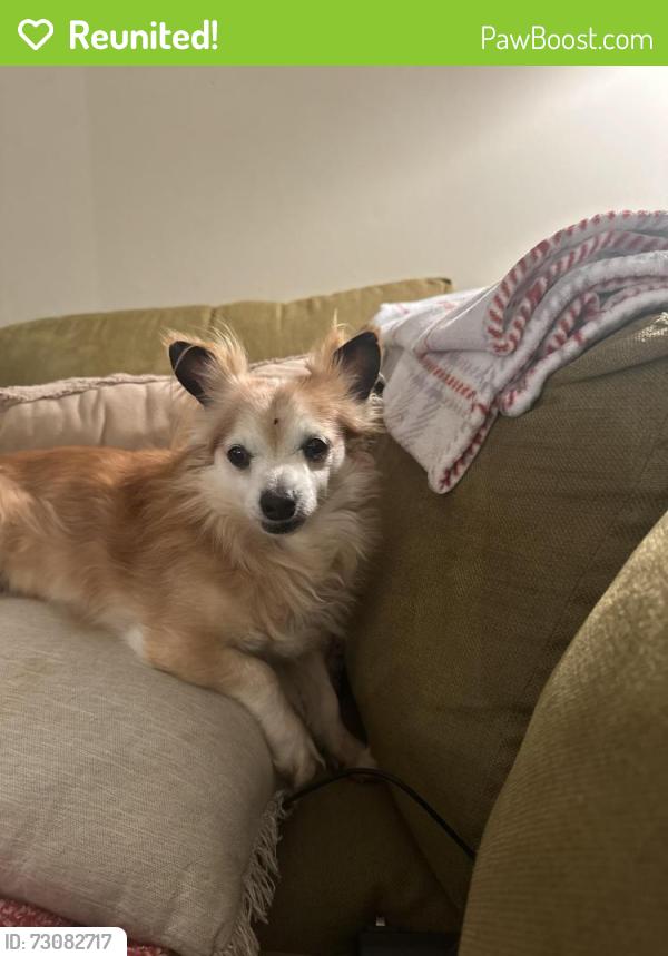 Reunited Male Dog last seen Rainbow Lake Rd, Inman, SC 29349