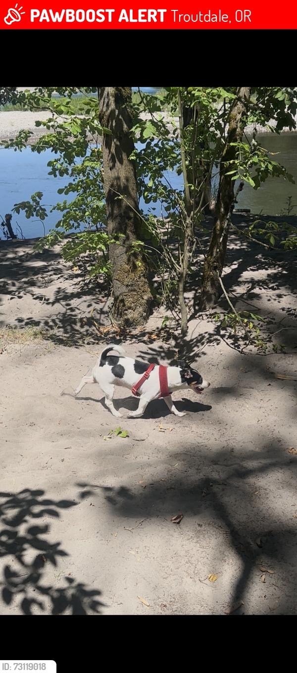 Lost Male Dog last seen Near acre dog park, Troutdale, OR 97060
