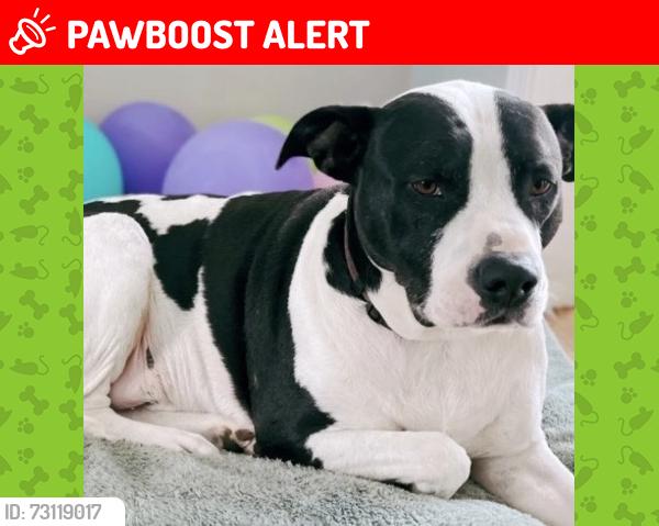 Lost Male Dog last seen Hwy 101 & Brockman Rd & Dean Rd, Spartanburg County, SC 29651