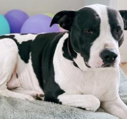 Lost Male Dog last seen Hwy 101 & Brockman Rd & Dean Rd, Spartanburg County, SC 29651