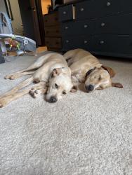 Reunited Male Dog last seen Watkins ford rd, Kernersville, NC 27284