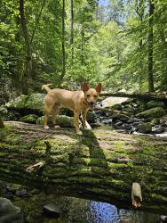 Lost Male Dog last seen N Booth Rd, Kennesaw, GA 30144