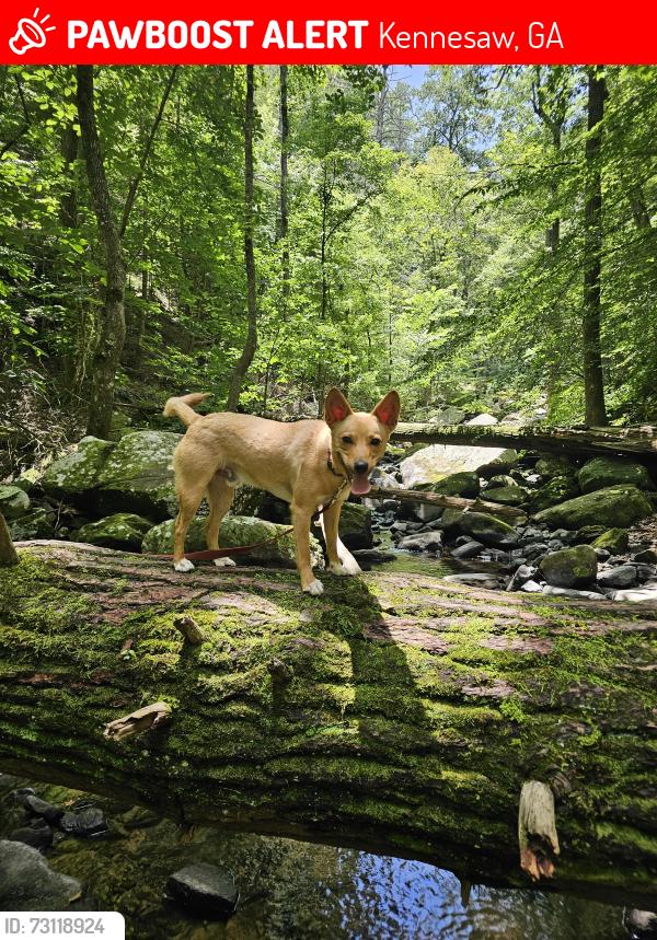 Lost Male Dog last seen N Booth Rd, Kennesaw, GA 30144