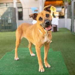 Shelter Stray Female Dog last seen , 361 S Raymond Ave, Pasadena, CA 91105, USA