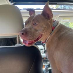 Shelter Stray Female Dog last seen , 361 S Raymond Ave, Pasadena, CA 91105, USA
