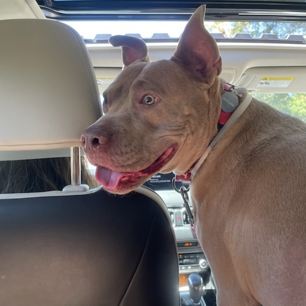Shelter Stray Female Dog last seen , 361 S Raymond Ave, Pasadena, CA 91105, USA