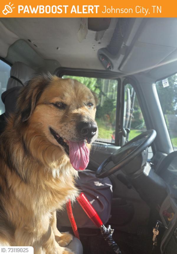 Found/Stray Male Dog last seen Near Riverview Drive, Johnson City, TN 37601