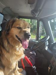 Found/Stray Male Dog last seen Near Riverview Drive, Johnson City, TN 37601