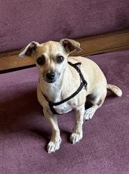 Lost Female Dog last seen Went into canyon in Balboa Park near Sixth & Olive near WestPark Dr, San Diego, CA 92103