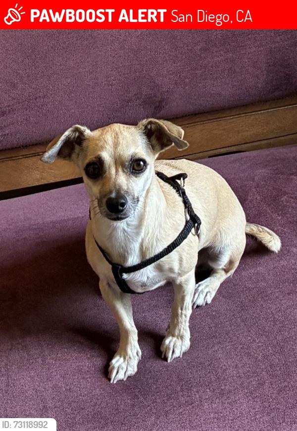 Lost Female Dog last seen Went into canyon in Balboa Park near Sixth & Olive near WestPark Dr, San Diego, CA 92103