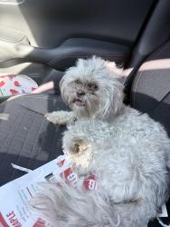 Reunited Female Dog last seen Near factory street, Nashville, TN 37210