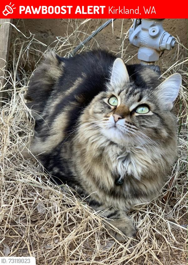 Lost Female Cat last seen Near NE 123rd street, Kirkland, WA 98034