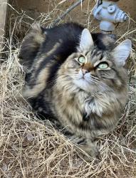Lost Female Cat last seen Near NE 123rd street, Kirkland, WA 98034