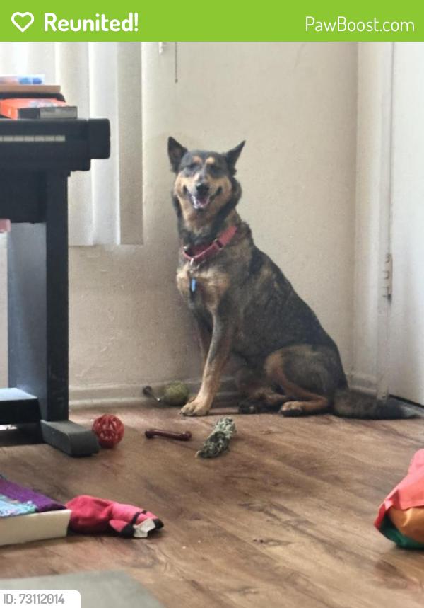 Reunited Female Dog last seen Kittenridge and Van Nuys blvd, Los Angeles, CA 91405