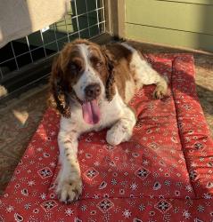 Reunited Male Dog last seen Woodstock Road and Highway 92, Acworth, GA 30102