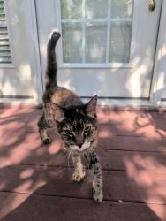 Found/Stray Unknown Cat last seen St Barnabas woodlands campus, Valencia, PA 16059