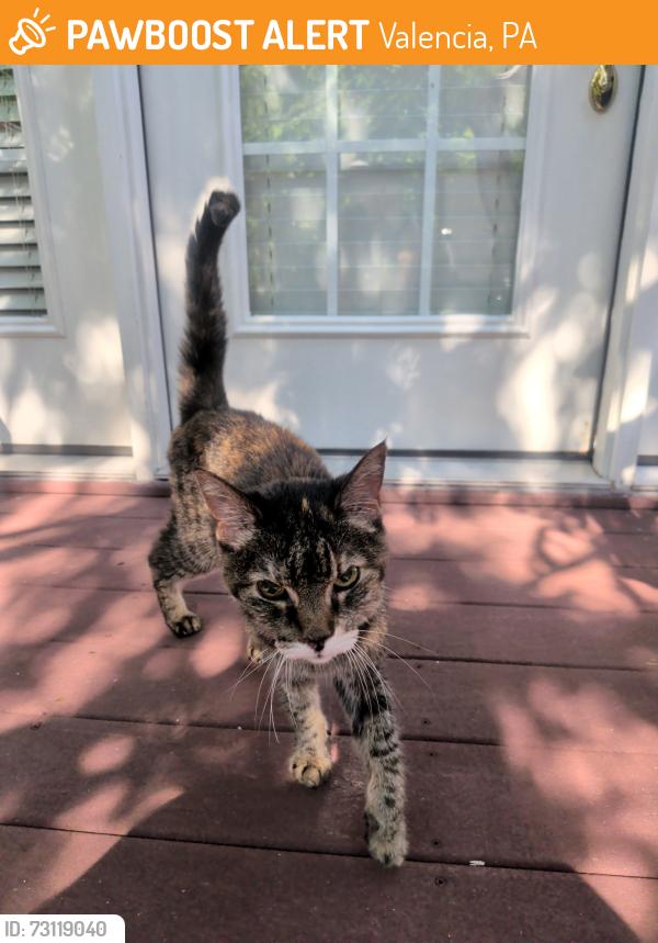 Found/Stray Unknown Cat last seen St Barnabas woodlands campus, Valencia, PA 16059