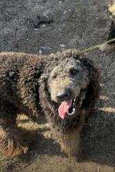 Reunited Male Dog last seen cross street from church and florosa elemntary school, Mary Esther, FL 32569