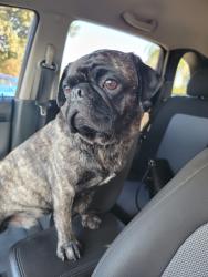 Reunited Male Dog last seen Fresno and Austin Way, Fresno County, CA 93612