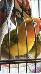 Lost Unknown Bird last seen Bear valley i, Escondido, CA 92027