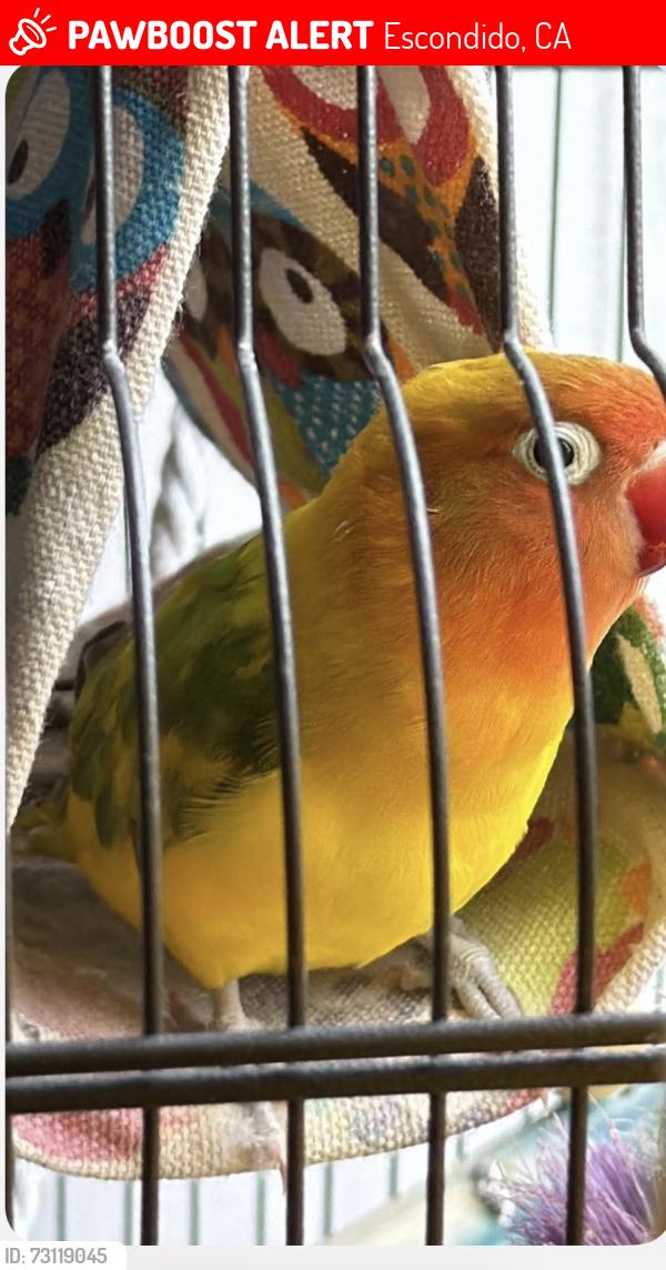 Lost Unknown Bird last seen Bear valley i, Escondido, CA 92027
