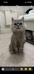 Reunited Female Cat last seen Fallowfield, Fallowfield, England M14 6FG