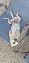 Lost Male Dog last seen Carmelita’s tortillas, Alton, TX 78573