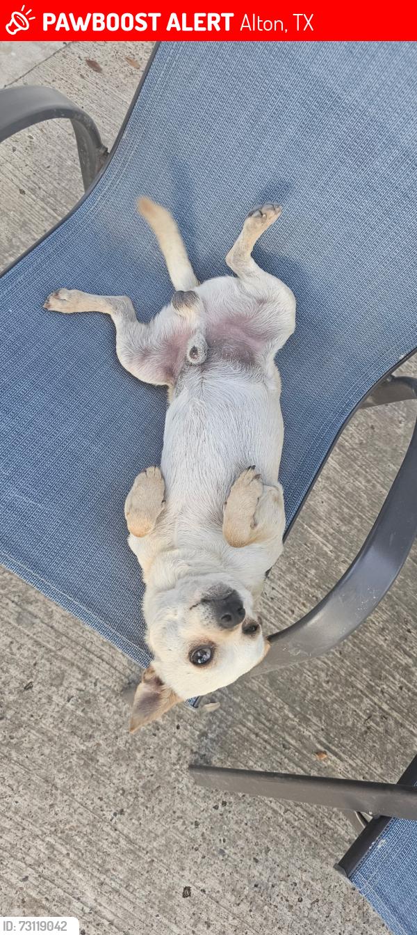 Lost Male Dog last seen Carmelita’s tortillas, Alton, TX 78573