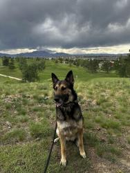 Reunited Male Dog last seen Interlocken Golf Course, Broomfield, CO 80021