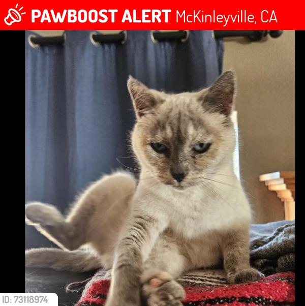 Lost Female Cat last seen Mckinleyville Avenue and Padroni Road, McKinleyville, CA 95519