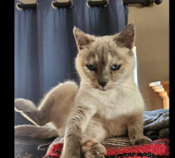 Lost Female Cat last seen Mckinleyville Avenue and Padroni Road, McKinleyville, CA 95519