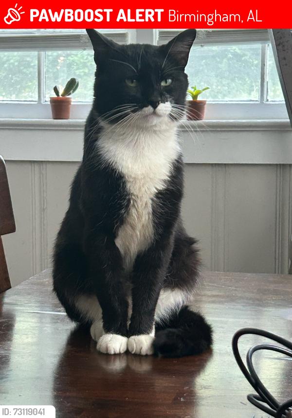 Lost Male Cat last seen Inglenook Park, Birmingham, AL 35207