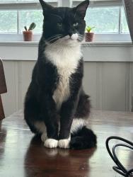 Lost Male Cat last seen Inglenook Park, Birmingham, AL 35207