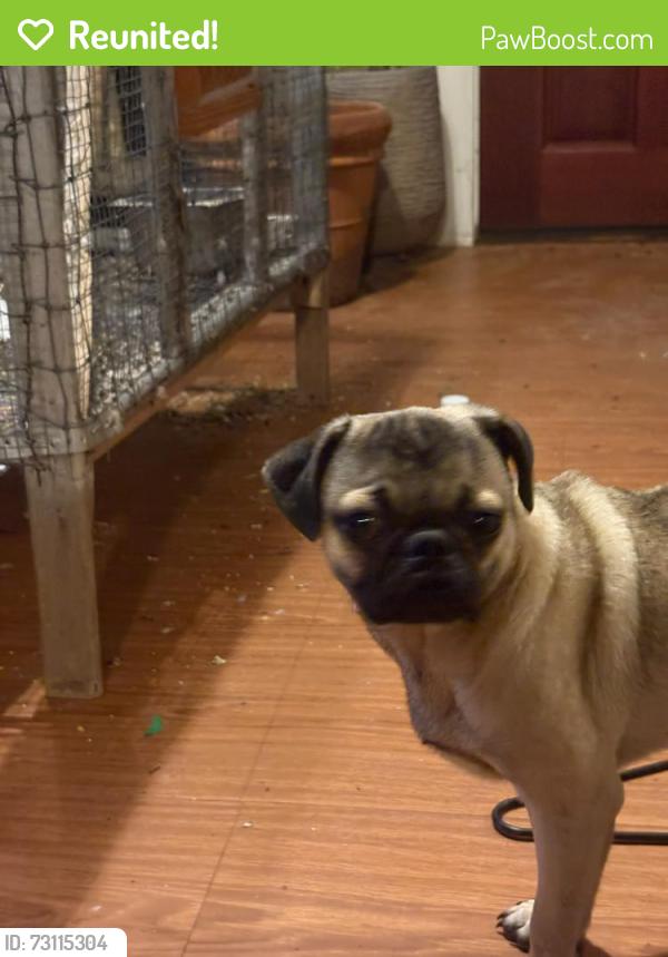 Reunited Male Dog last seen Pole bridge court, Seagoville, TX 75159