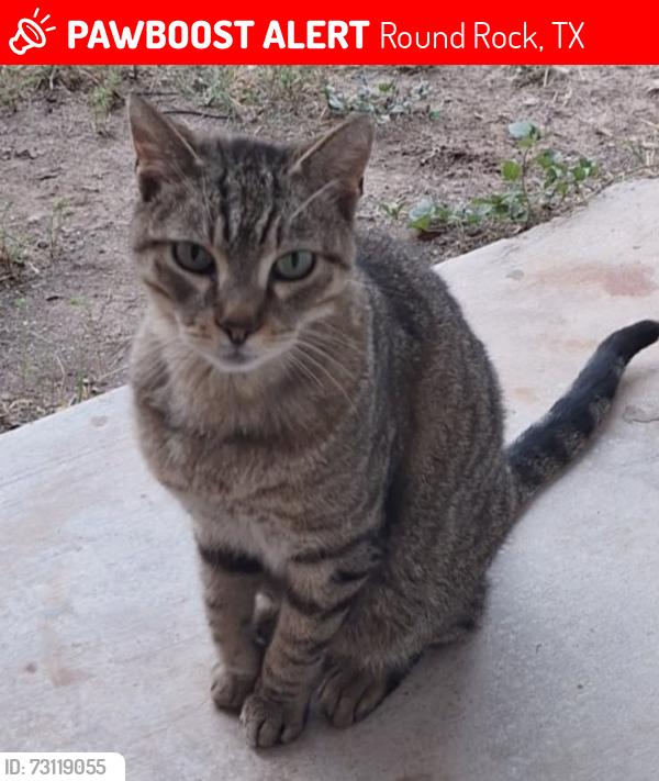 Lost Male Cat last seen Sam Bass Rd, Round Rock, TX 78681
