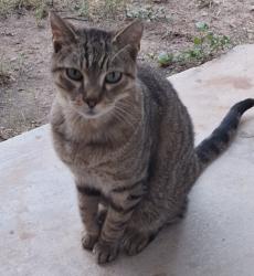 Lost Male Cat last seen Sam Bass Rd, Round Rock, TX 78681