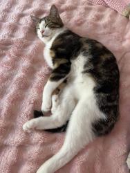 Reunited Male Cat last seen Near charter hill dr Coquitlam bc canada, Coquitlam, BC V3E 1P2