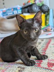 Shelter Stray Female Cat last seen Bexar County, 3353 Morningside Dr, New Braunfels, TX 78132, USA
