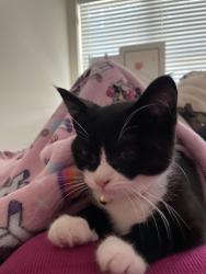 Reunited Female Cat last seen Pleasant Street and the lake nip, Bridgewater, MA 02324