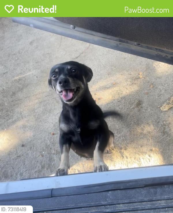 Reunited Female Dog last seen Near Rider St, Perris, CA 92570, USA, Perris, CA 92570