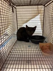 Shelter Stray Male Cat last seen Bexar County, 3353 Morningside Dr, New Braunfels, TX 78132, USA