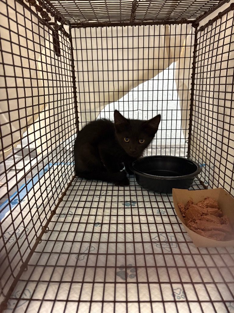 Shelter Stray Male Cat last seen Bexar County, 3353 Morningside Dr, New Braunfels, TX 78132, USA